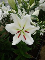 [4257 Silverio No02.JPG]